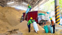 SIG Manfaatkan hingga 400 Ton Sekam Padi per Hari di Pabrik Tuban