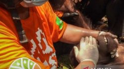 BKSDA Kaltim dan COP Selamatkan Orangutan Remaja dari Perkebunan Kutai Timur