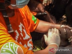 BKSDA Kaltim dan COP Selamatkan Orangutan Remaja dari Perkebunan Kutai Timur
