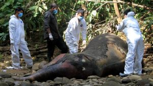 Empat Satwa Kunci Penting Aceh Terancam Deforestasi