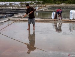 Ekonom Dorong Pemetaan Kebutuhan Garam untuk Kurangi Impor Industri