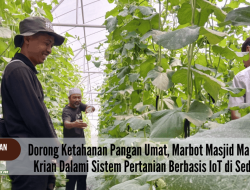 Dorong Ketahanan Pangan Umat, Marbot Masjid Manarul Iman Krian Dalami Sistem Pertanian Berbasis IoT di Sedesa Farm