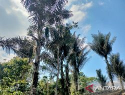 Produksi Gula Aren Rejang Lebong Tembus 3,2 Juta Kilogram pada Semester I 2026