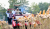 Perkuat Ketahanan Pangan Nasional, Presiden Prabowo Turun Langsung Panen Jagung di Tuban
