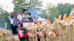 Perkuat Ketahanan Pangan Nasional, Presiden Prabowo Turun Langsung Panen Jagung di Tuban
