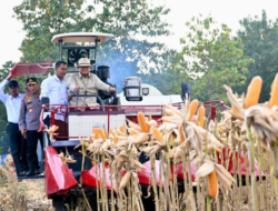 Perkuat Ketahanan Pangan Nasional, Presiden Prabowo Turun Langsung Panen Jagung di Tuban