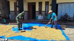 Kepedulian Satgas TMMD, Sertu Arifin Bantu Warga Jemur Padi