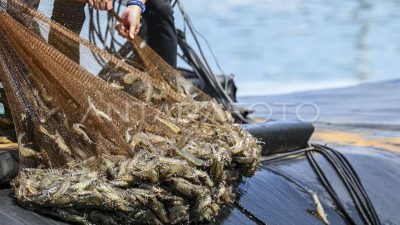 KKP Telusuri Distribusi Pakan untuk Validasi Data Produksi Udang Nasional
