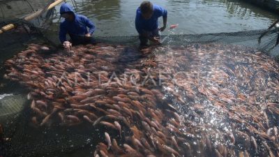 Penebusan Pupuk Subsidi Perikanan Baru 9,68 Persen hingga 24 September 2026